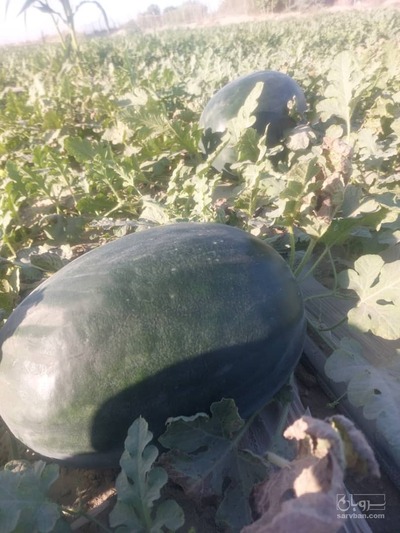 فروش هندوانه