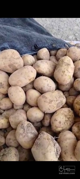 فروش سیب زمینی
