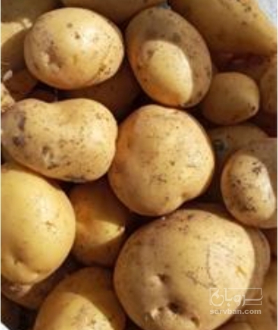 فروش سیب زمینی جلی