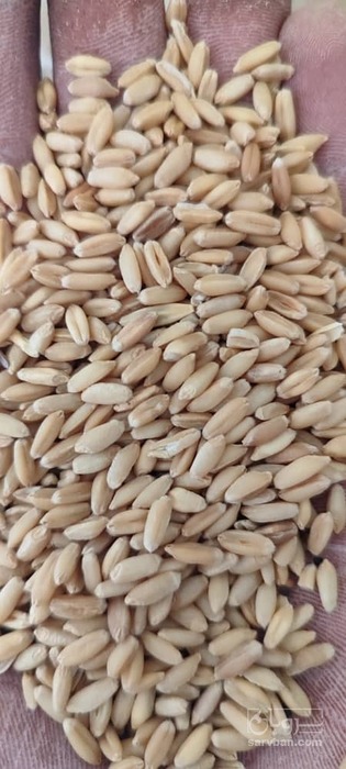 فروش گندم