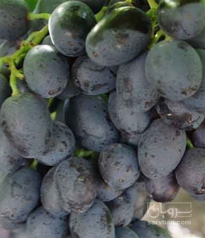 فروش انگور شانی