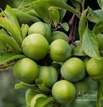 فروش گوجه سبز