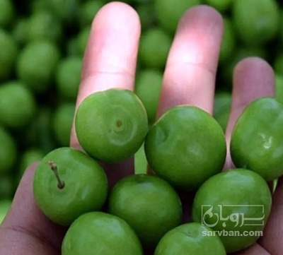 فروش گوجه سبز