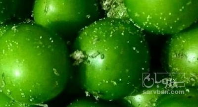 فروش گوجه سبز