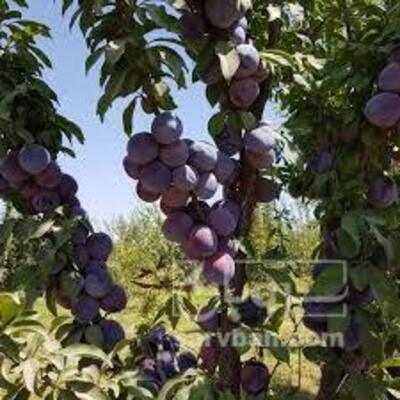 فروش آلوشابلون