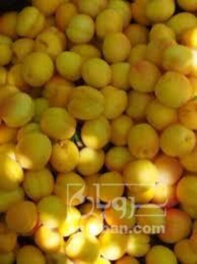 فروش زردآلو