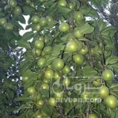 فروش گوجه سبز