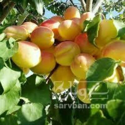 فروش زردآلو