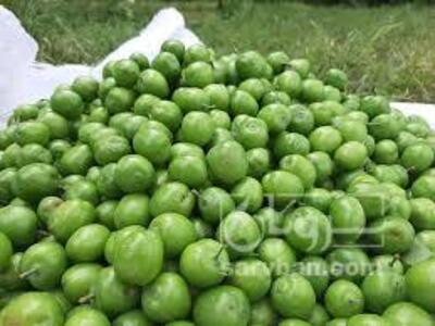 فروش گوجه سبز