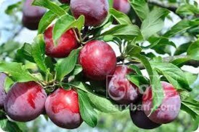 فروش آلو شابلون