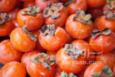 فروش خرمالو