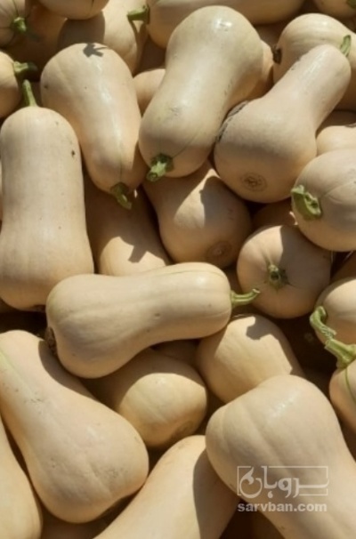 فروش کدو ساکاتا