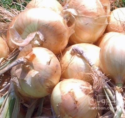 فروش پیاز زرد