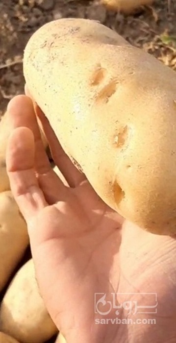 فروش سیب زمینی جلی