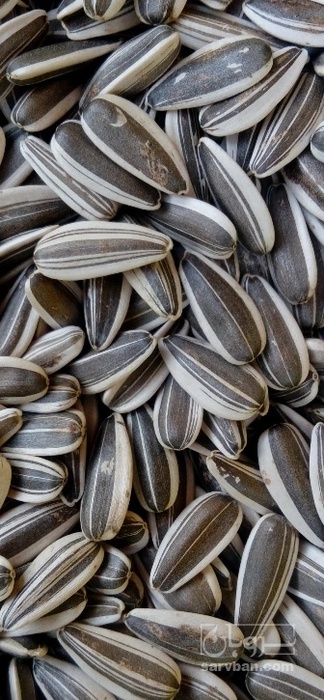 فروش تخمه افتابگردان