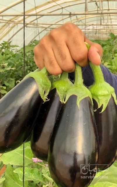 فروش بادمجان لامپی