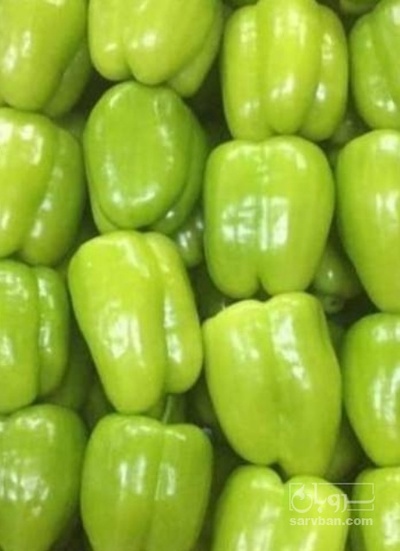 فروش فلفل دلمه ای فسفری