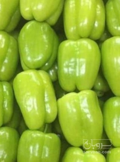 فروش فلفل دلمه ای سبز فسفری