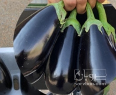 فروش بادمجان لامپی صادراتی