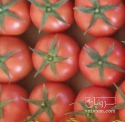 فروش گوجه فرنگی4129 هیدروپونیک