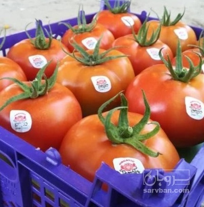 فروش گوجه فرنگی دافنیس هیدروپونیک صادراتی