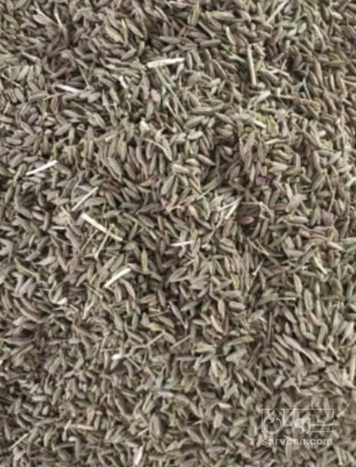 فروش زیره سبز