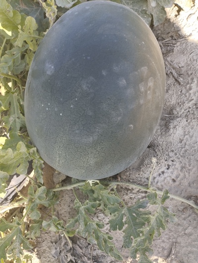 فروش هندوانه