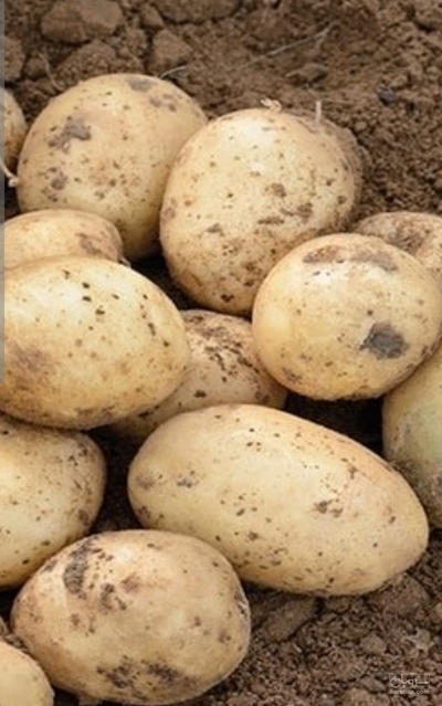فروش سیب زمینی