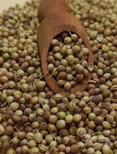 فروش تخم گشنیز