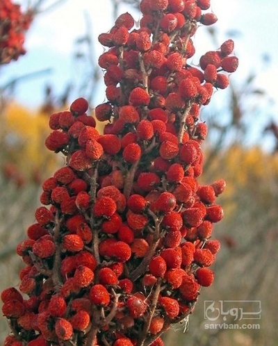 فروش سماق دونه ای قهوه ایی ارگانیک