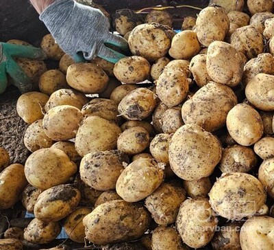 فروش سیب زمینی