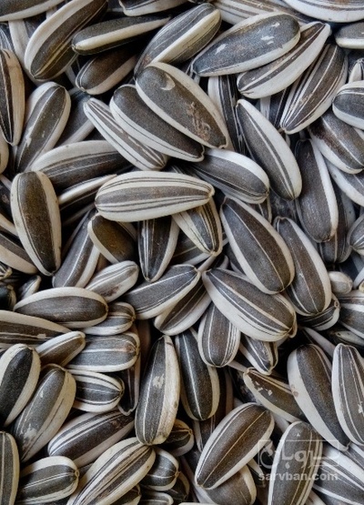 فروش تخمه افتابگردان