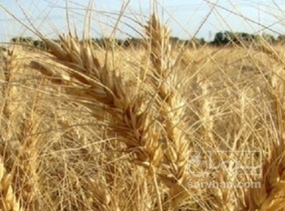 فروش گندم