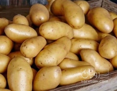 فروش سیب زمینی