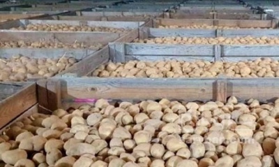 فروش سیب زمینی رقم های مختلف