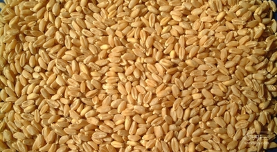 فروش گندم