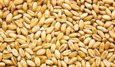 فروش گندم