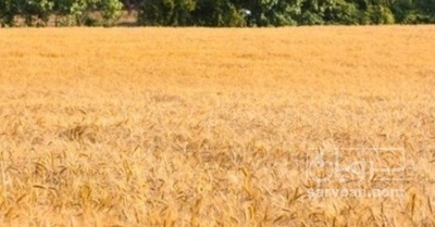 فروش گندم