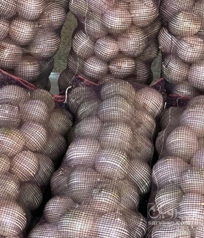 فروش پیاز سفید