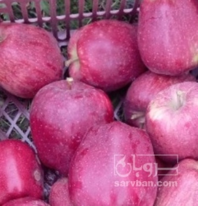 فروش سیب قرمز