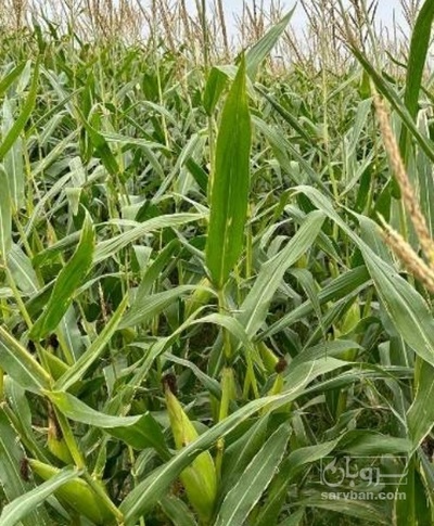 فروش چاپر ذرت - سیلاژ ذرت