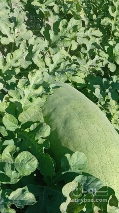 فروش هندوانه بیضی