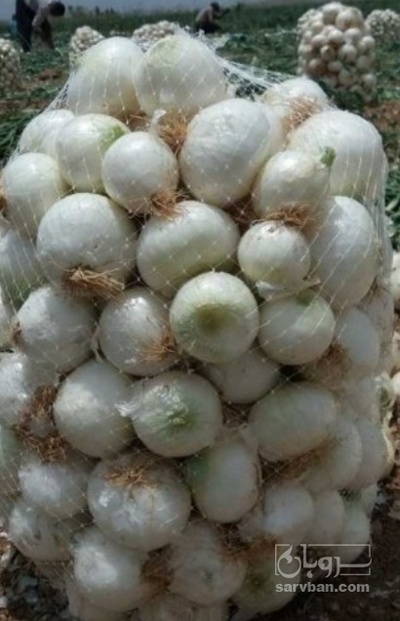 فروش پیاز سفید مینروا