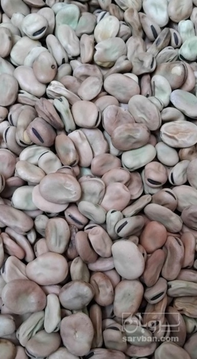 فروش باقلا تازه - باقالی - باقالا