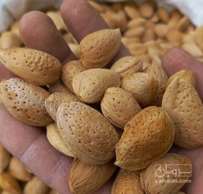 فروش بادام درختی