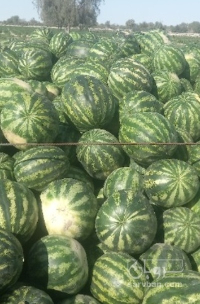 فروش هندوانه گردخطی