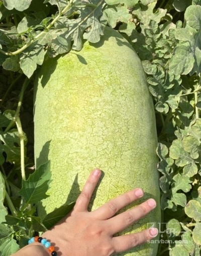 فروش هندوانه بیضی سفید