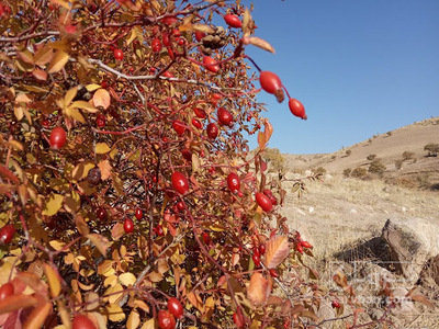 فروش نسترن (گیاه‌ دارویی)