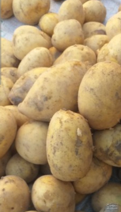 فروش سیب زمینی
