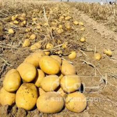 فروش سیب زمینی